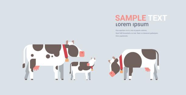 cute cartoon cows farm domestic animals husbandry grazing cattle concept flat gray background horizontal copy space cute cartoon cows farm domestic animals husbandry grazing cattle concept flat gray background horizontal copy space vector illustration pics of the holstein cow stock illustrations
