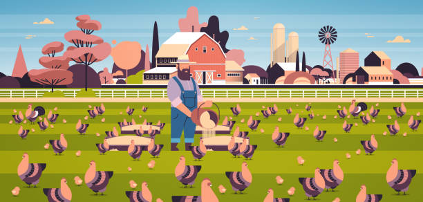 male farmer feeding chicken and rooster free range farming breeding hed for food poultry farm concept field farmland countryside landscape flat full length horizontal male farmer feeding chicken and rooster free range farming breeding hed for food poultry farm concept field farmland countryside landscape flat full length horizontal vector illustration hed stock illustrations