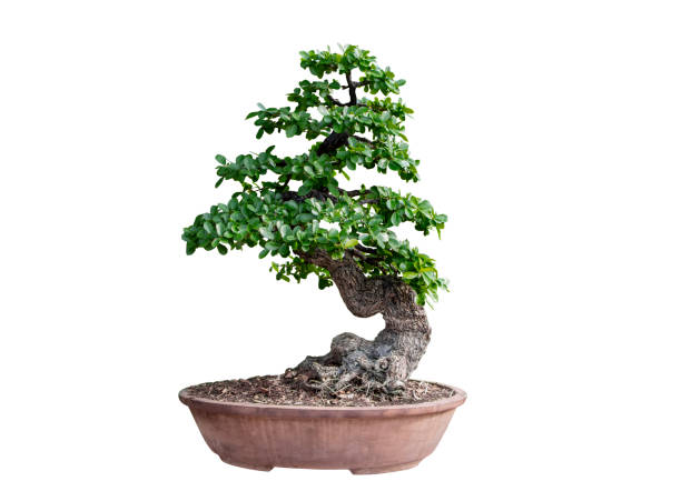 istock Bonsai tree isolated on white background. Its shrub is grown in a pot or ornamental tree in the garden. 1143302123