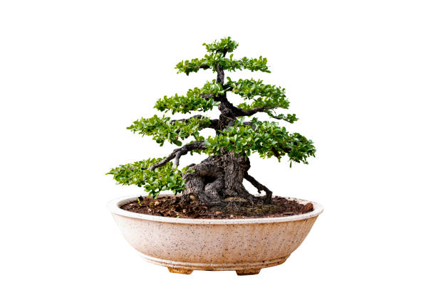 istock Bonsai tree isolated on white background. Its shrub is grown in a pot or ornamental tree in the garden. 1143302124