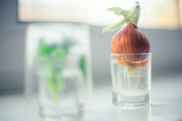 istock Grow onion and plant on the windowsill 1143305427