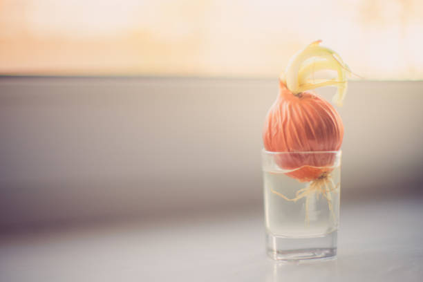 istock Grow onion in a small glass on the windowsill 1143305428