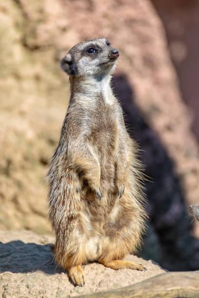 istock Meerkats enjoy the sun and are alert 1143308542