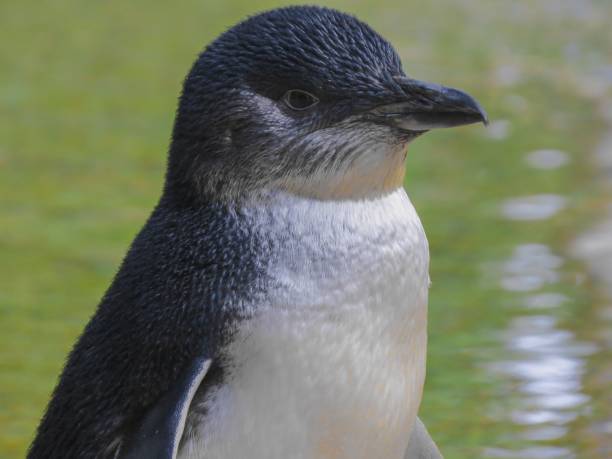 istock Portrait of a penguin 1143308714
