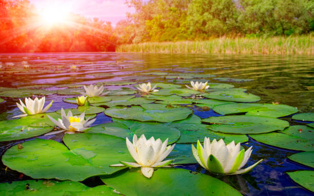 istock water lily on lake 1143309818