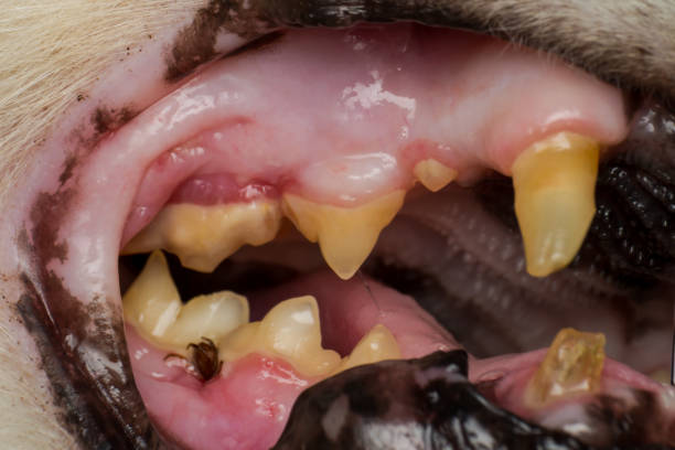 istock the tick attached to the cat's gum 1143310286