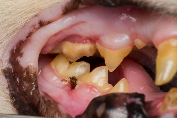 istock the tick attached to the cat's gum 1143310307