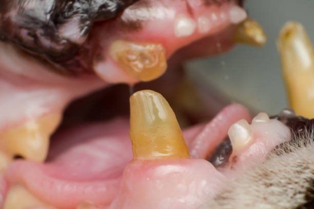 istock very old cat dentition, fractured teeth and bacterial plaque 1143310315