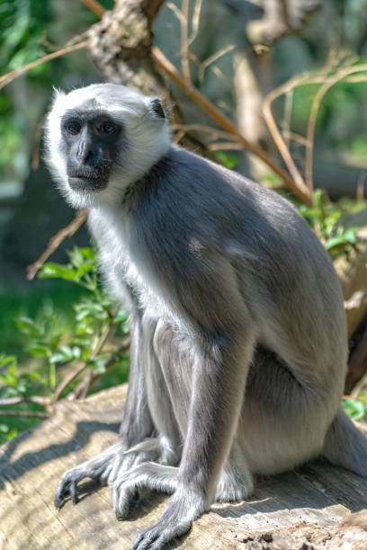 istock Hulman Langur attentively guards his territory 1143311673