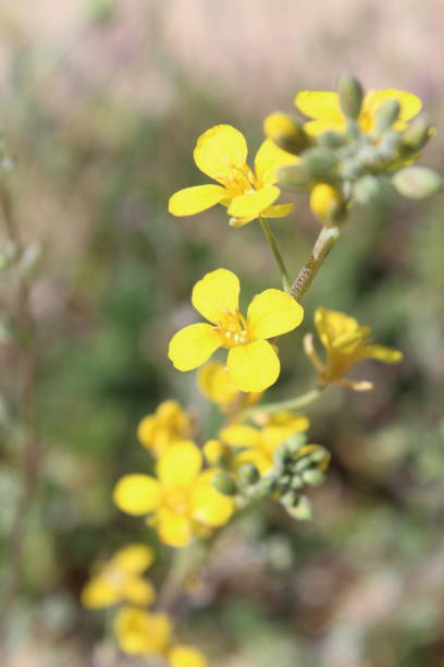 istock ERYSIMUM CAPITATUM - SAND DUNE WALL FLOWER - JOSHUA TREE NP - 032419 C 1143311691
