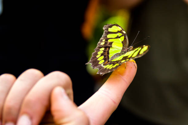 istock green and black butterfly 1143312060