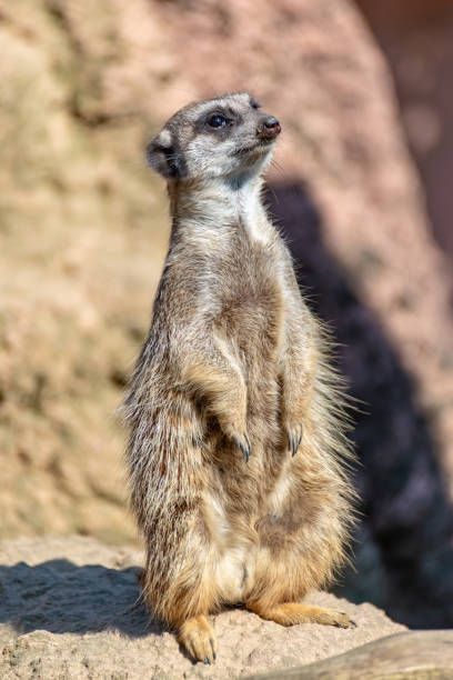 istock Meerkats enjoy the sun and are alert 1143312191