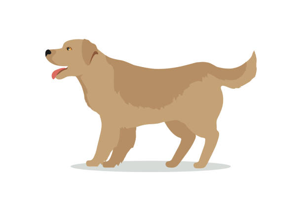 golden retriever dog isolation auf weiß. labradorhund - golden retriever retriever white background isolated stock-grafiken, -clipart, -cartoons und -symbole