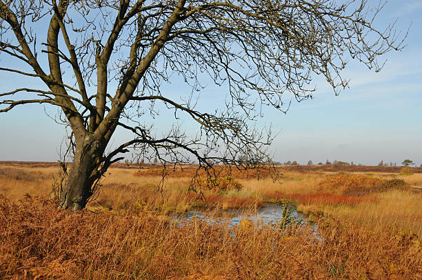 istock Landscape with fall colors  in the high moor 114331327