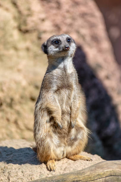 istock Meerkats enjoy the sun and are alert 1143314225