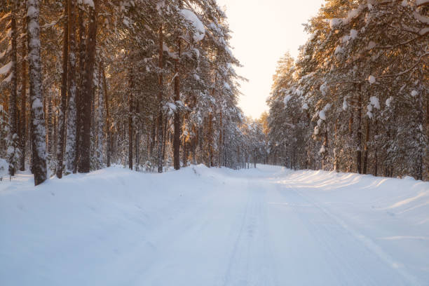 istock winter rural landscape with trees and snow 1143314516