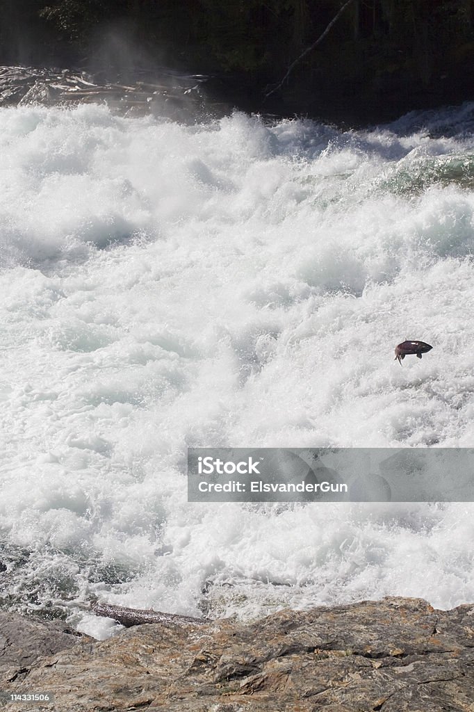 Salmón salto de subida - Foto de stock de Agua libre de derechos