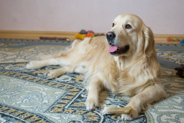 istock Dog chews bone lying on the floor. 1143315170