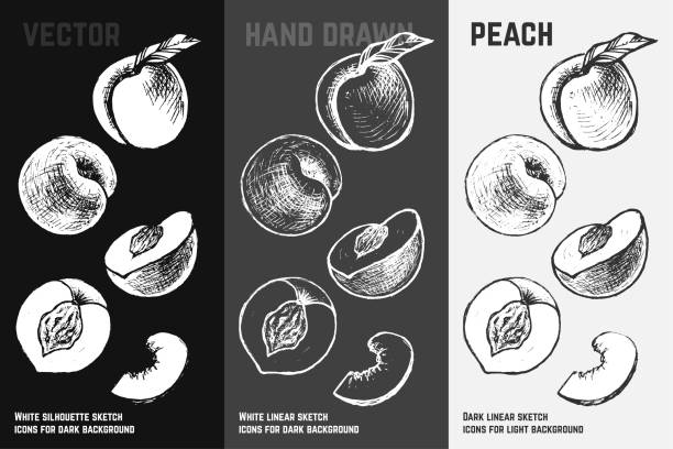 нарисованные вручную абрикосовые и персиковые значки, изолированные на белом, сером и черном меловом фоне. эскиз фруктов для упаковки и диз - nectarine peach backgrounds white stock illustrations