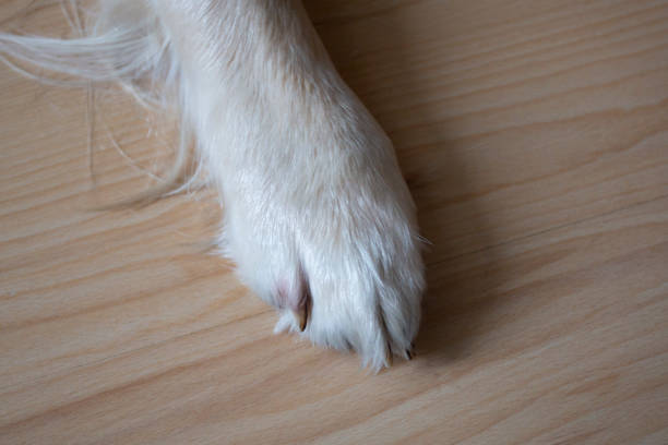 istock Trimming claws. Manicure and pedicure grooming, dog . 1143316213