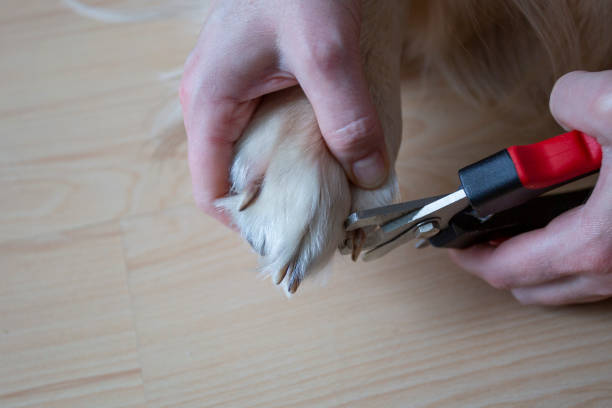 istock Trimming claws. Manicure and pedicure grooming, dog . 1143316240