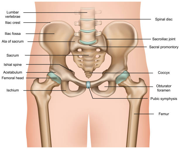 menschliches becken in der anatomie 3d medizinische vektordarstellung auf weißem hintergrund - hüfte stock-grafiken, -clipart, -cartoons und -symbole