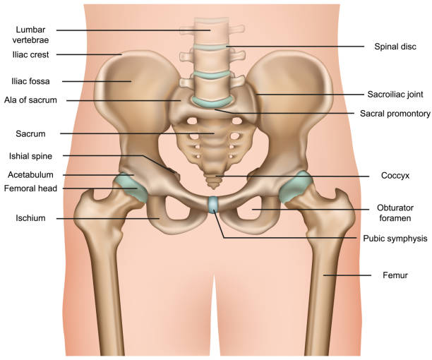 анатомия таза человека 3d медицинская иллюстрация вектора на белом фоне - ischium stock illustrations