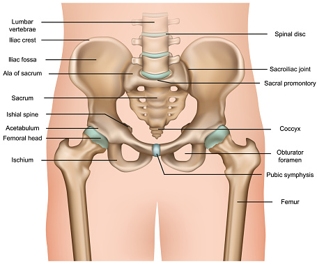 human pelvis anatomy 3d medical vector illustration on white background eps 10