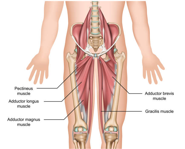 illustrazioni stock, clip art, cartoni animati e icone di tendenza di adduttore muscoli anatomia 3d illustrazione vettoriale medica su sfondo bianco - muscoli