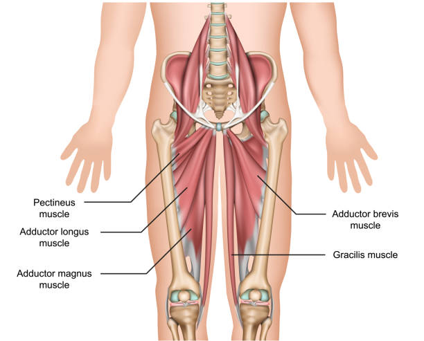 przywodziciel mięśni anatomii 3d medycznej ilustracji wektora na białym tle - chapter one stock illustrations