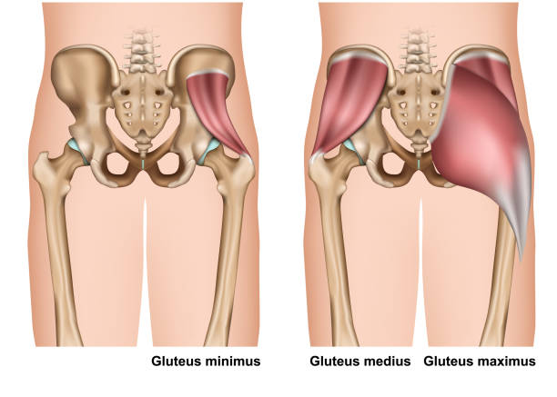 ilustraciones, imágenes clip art, dibujos animados e iconos de stock de glúteos anatomía muscular 3d ilustración vectorial médica sobre fondo blanco - ilium