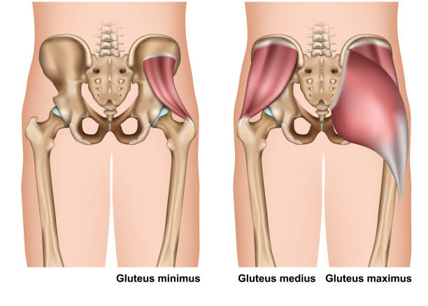 anatomia mięśni gluteus 3d medyczna ilustracja wektorowa na białym tle - biodro stock illustrations