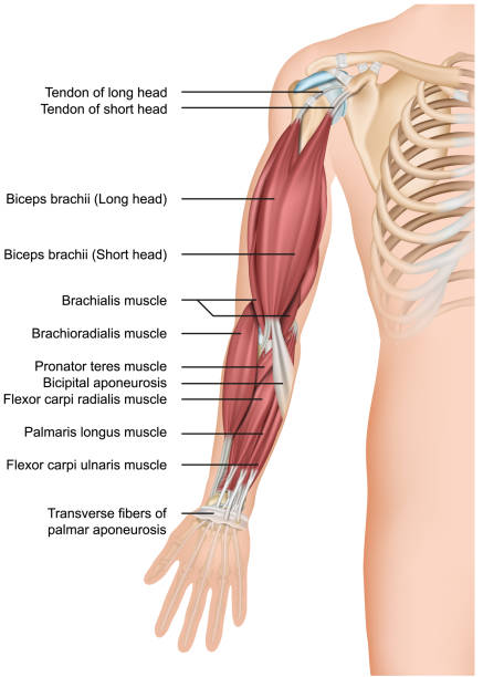 anatomia mięśni ramion 3d medyczna ilustracja wektorowa przedostawka - humerus stock illustrations