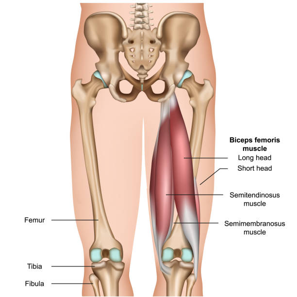 illustrations, cliparts, dessins animés et icônes de ischio-jambiers muscle anatomie 3d illustration vectorielle médicale sur fond blanc - tendon