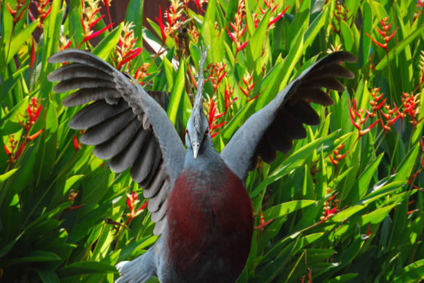 Victoria crowned-pigeon head closeup (Goura victoria), beautiful crowned pidgeon from Papua New Guinea forests and woodlands. Photography taken in France