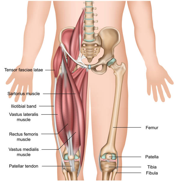 다리 근육 해부학 3d 의료 벡터 일러스트 레이 션 사각형 - anatomy the human body human bone white background stock illustrations