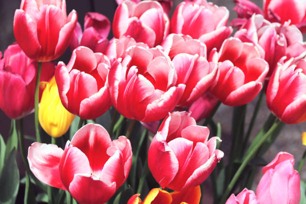 istock Beautiful tulips of red color 1143318413