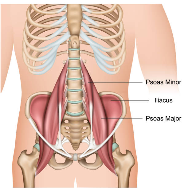 흰색 바탕에 psoas 주요 근육 해부학 3d 의료 벡터 일러스트 - human bone the human body healthcare and medicine human skeleton stock illustrations