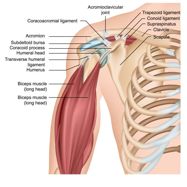 ilustraciones, imágenes clip art, dibujos animados e iconos de stock de anatomía del hombro ilustración de vector médico 3d con los músculos del brazo - rotator cuff
