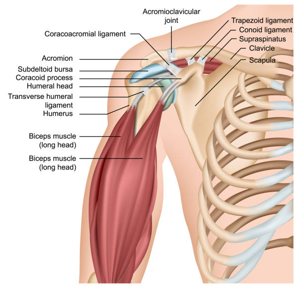 illustrazioni stock, clip art, cartoni animati e icone di tendenza di illustrazione vettoriale medica 3d di anatomia della spalla con muscoli del braccio - shoulder bone