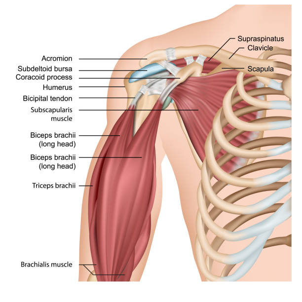 illustrazioni stock, clip art, cartoni animati e icone di tendenza di muscoli della spalla e del braccio illustrazione vettoriale medica 3d su sfondo bianco - muscoli