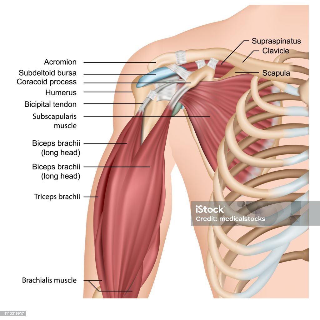 Spieren van de schouder en arm 3D medische vector illustratie op witte achtergrond - Royalty-free Schouder vectorkunst