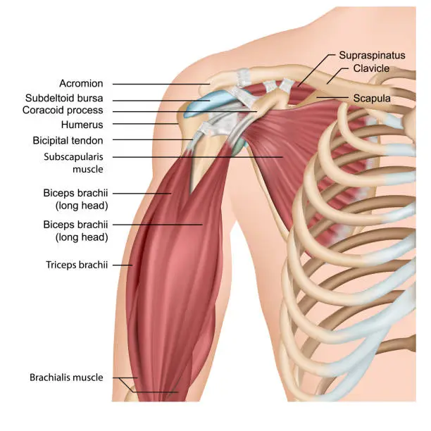 Vector illustration of Muscles of shoulder and arm 3d medical vector illustration on white background