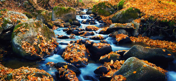 istock River with leaves in Autumn colors 1143321017