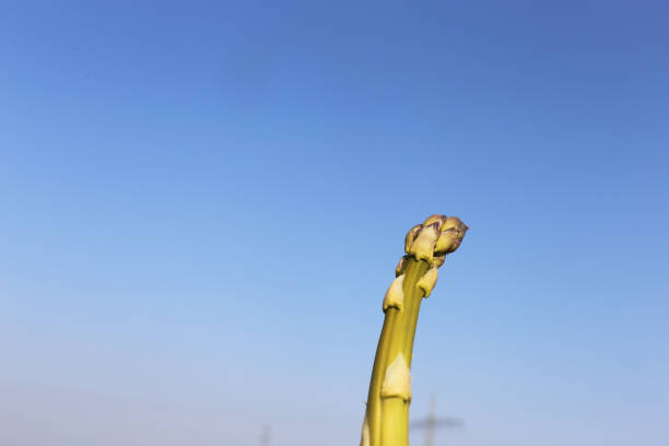 Green asparagus on the field