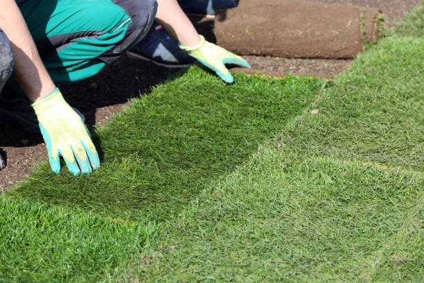 istock Gardener laying rolled turf 1143322569
