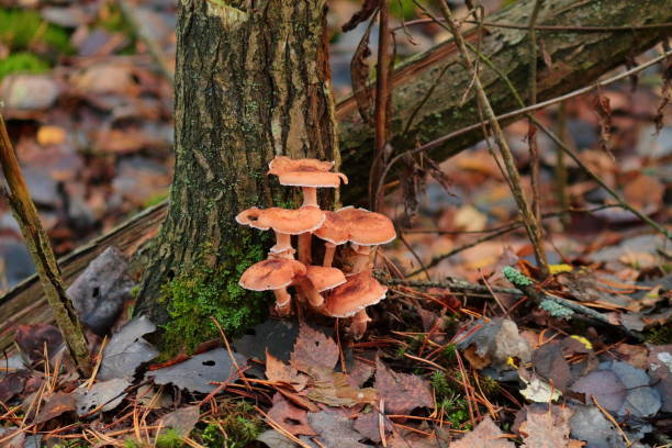 istock yellow mushrooms on a green stump 1143322936