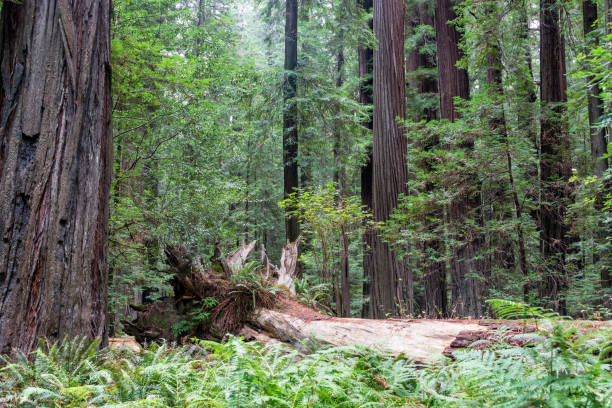 istock Forest of Redwood Trees 1143322959