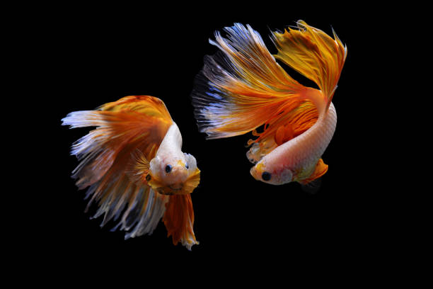 istock Two Siamese fighting fish isolated on black background 1143323805