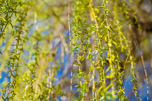 Spring background with bright fresh willow leaves